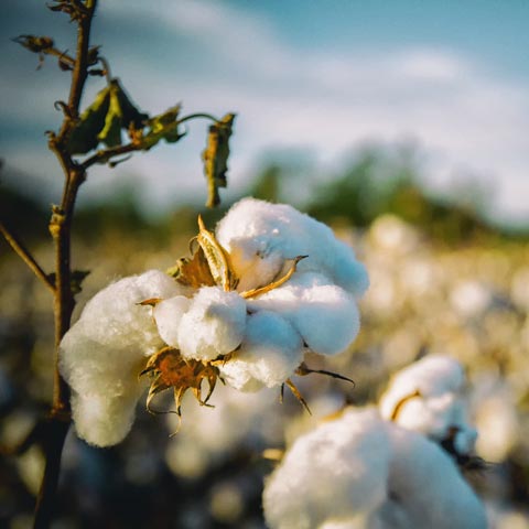 Sustainability Turkish Cotton vs Egyptian Cotton
